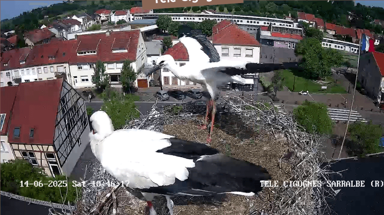 Screenshot 2025-06-14 at 11-06-03 Télé-Cigognes - Webcam Live (Sarralbe Moselle).png