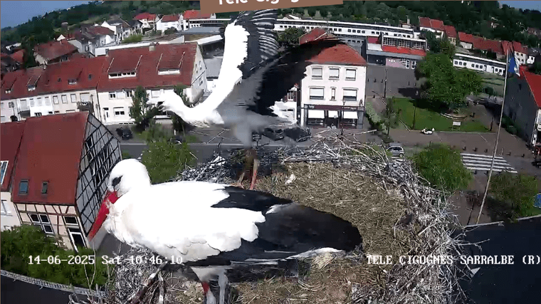Screenshot 2025-06-14 at 11-07-12 Télé-Cigognes - Webcam Live (Sarralbe Moselle).png