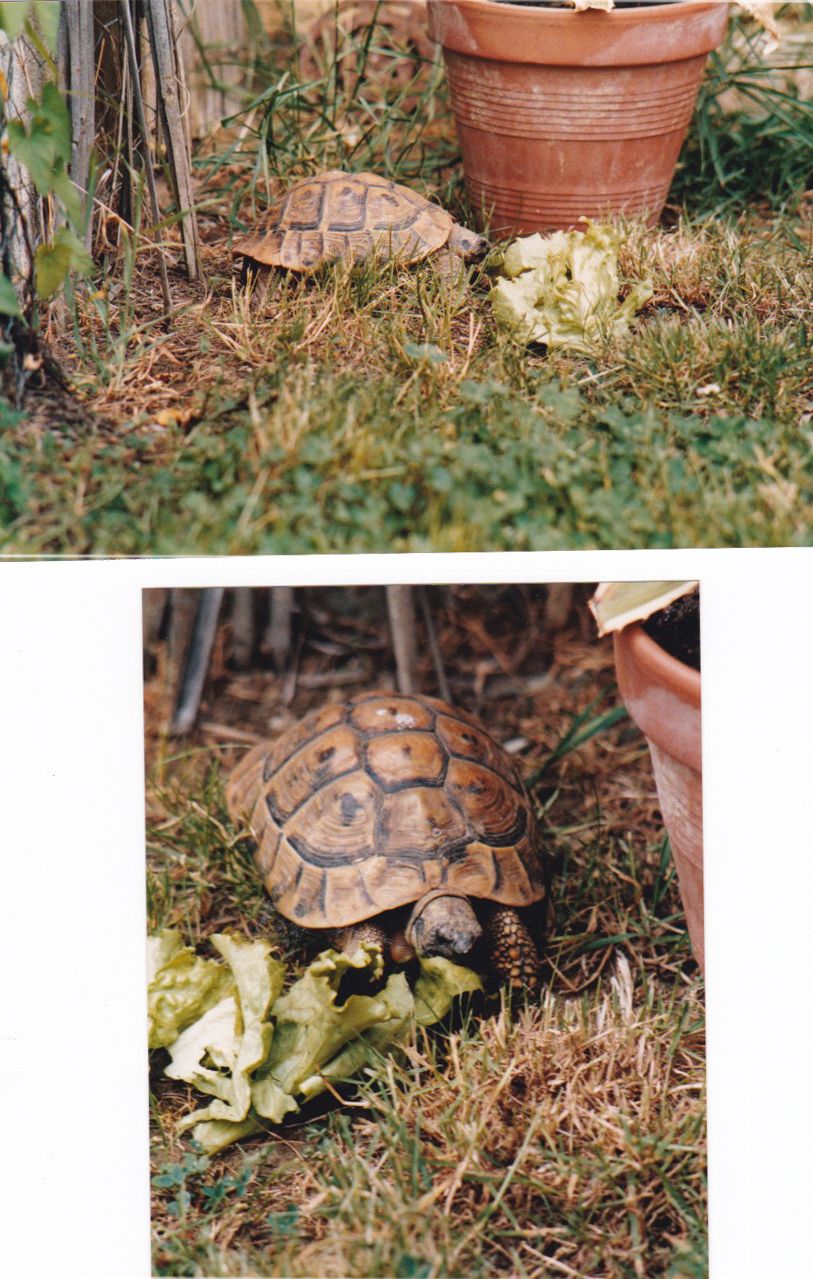 Eglantine.jpg