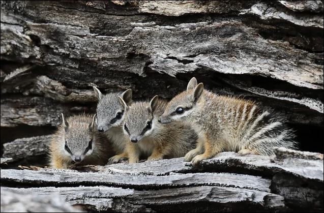 Art 11-Numbat.jpg