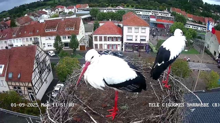 bg1-webcam.jpg