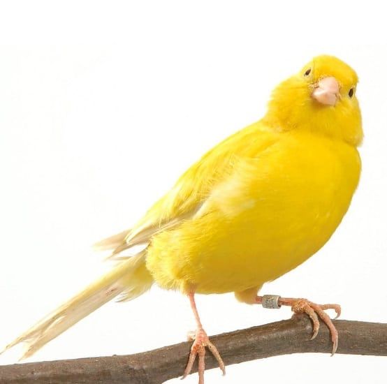 Le-canari-jaune-3987948728.jpg