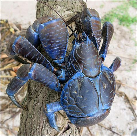 Art 12-Coconut crab.jpg