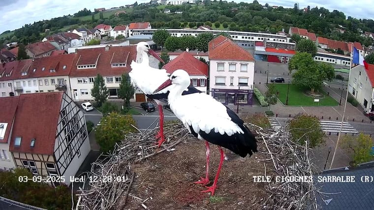 bg2-webcam.jpg