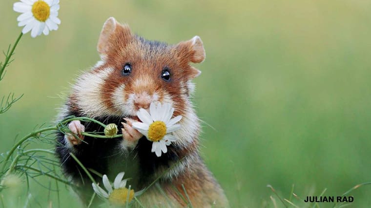 wild-hamster-by-Julian-Rad-May-2023-.jpg