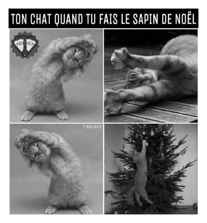 Ton-chat-quand-tu-fais-le-sapin-de-noel-2742456320.jpg