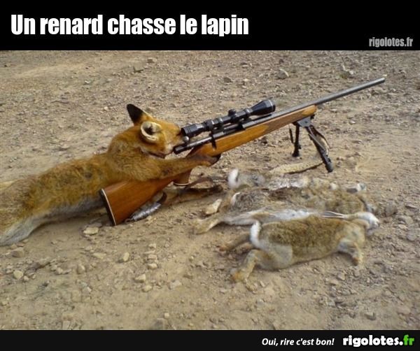  Fox sharpshooter.jpg