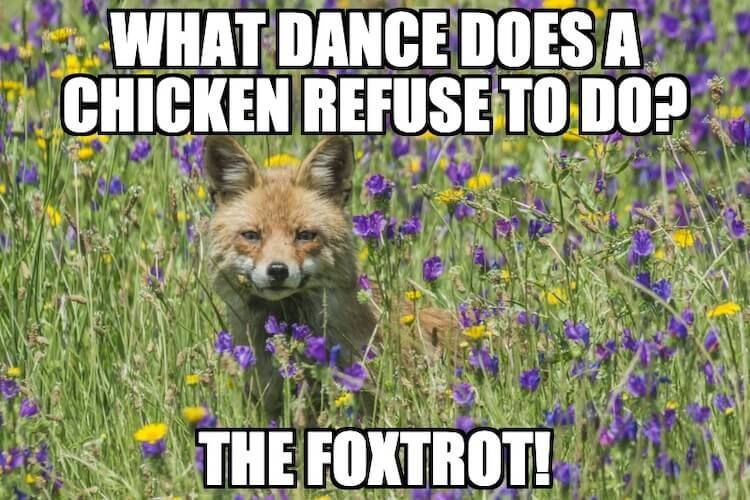 Fox & Chicken.jpg